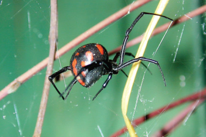 Poletne nadloge – Insekti, pajki, meduze …
