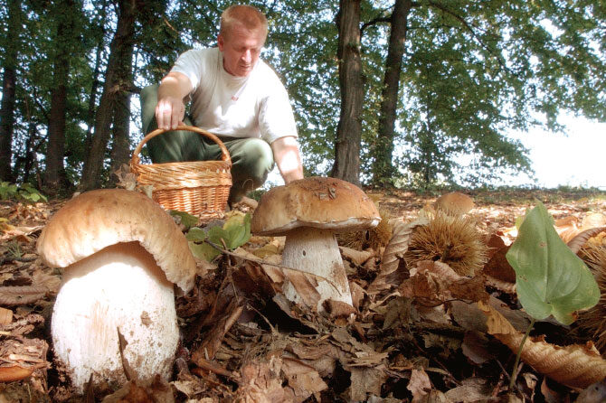 Klopi in gobe – Jesenske nevarnosti