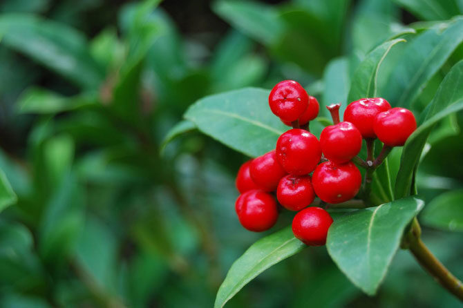 Okužbe sečil pri starejših
