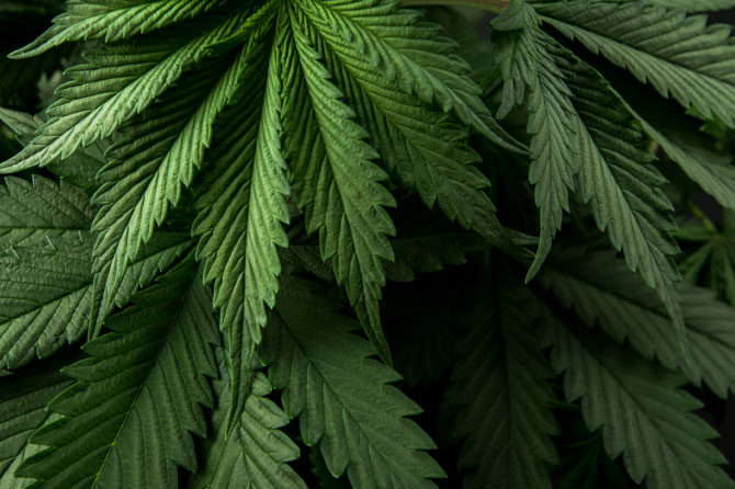 Konoplja je ena najstarejših rastlin, ki jih je gojil človek