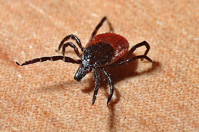 Bolezni, ki jih prenašajo klopi