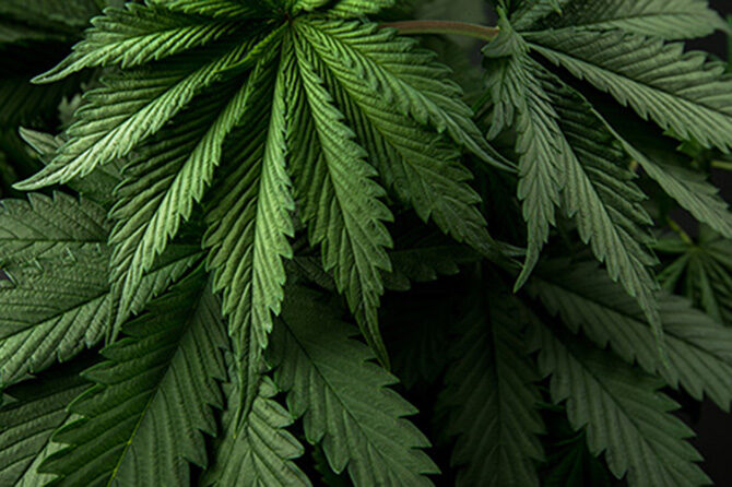 Včasih za vrvi in drogo, zdaj tudi za zdravje