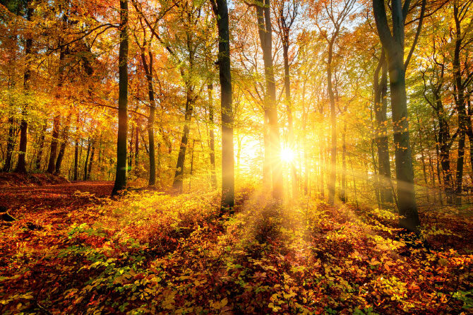 Vitamin D – Vpliv na kosti in še 200 dodatnih funkcij