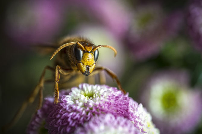 Alergija na pike žuželk