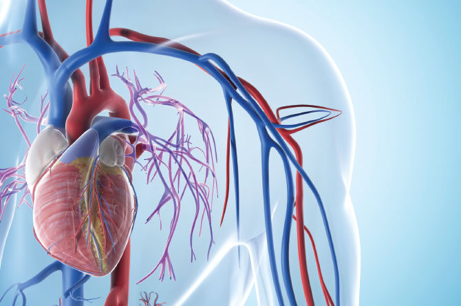 Srce, ta čudovita črpalka