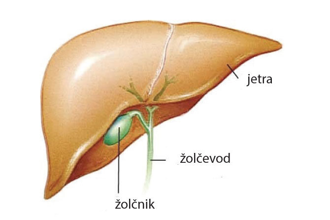 Bolezni žolčnika – Majhen organ, ki lahko povzroča velike težave