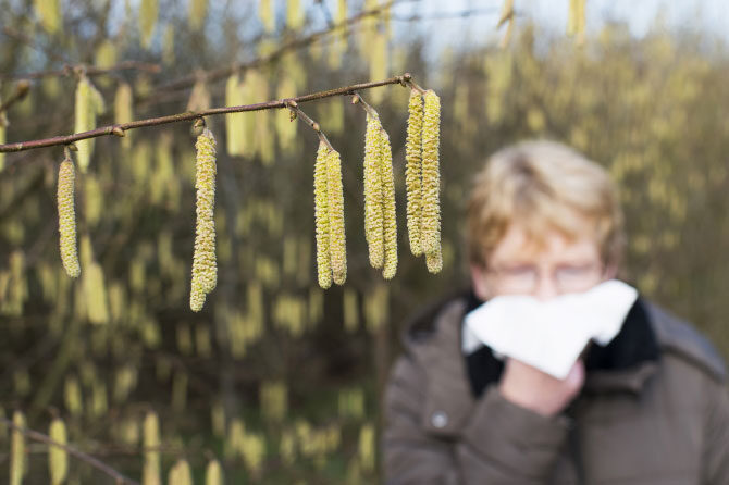 Ah, spet ta cvetni prah …